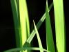Green Lines on Black Green Lines on Black