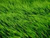 Flexible green Flexible green