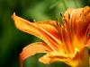 Lily Lily