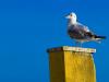 Seagull - is watching you :-) Seagull - is watching you :-)