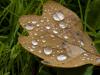Raindrop-Catcher Raindrop-Catcher