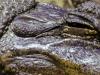 Crocodile Eye Crocodile Eye