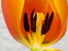 One-Wish-Flower One-Wish-Flower